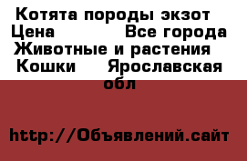 Котята породы экзот › Цена ­ 7 000 - Все города Животные и растения » Кошки   . Ярославская обл.